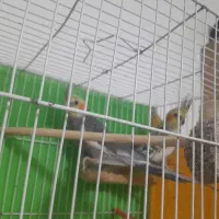 عروس هلندی سخنگو