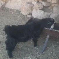 کهره نر