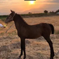 کره نریان کرد