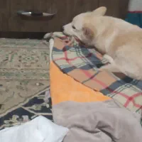 فروش سامویید