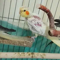 ۳ تا بچ عروس هلندی|پرنده|نورآباد, |دیوار