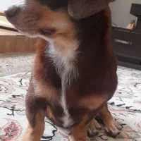 سگ پینچر انگلیسی پاکوتاه کوتوله|سگ|کرمانشاه, |دیوار