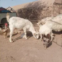 فروش بز|حیوانات مزرعه|رفسنجان, |دیوار
