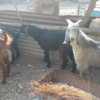 کهری نره|حیوانات مزرعه|بوشهر, |دیوار