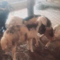 بره ماده
