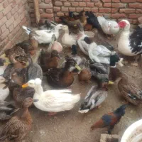 اردک کاکولی سبز و مرواریدی و روسی