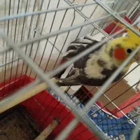 عروس هلندی نر