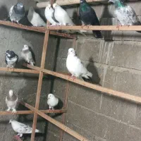 کبوترفروشی