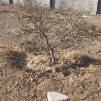 باغ سورچه بالا|فروش خانه و ویلا|مبارکه, |دیوار