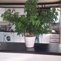 گل طبیعی و گلدان