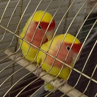 طوطی برزیلی هلویی جفت مولد