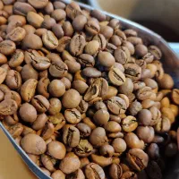 دان قهوه عربیکا و روبستا و انواع ترکیب عمده و جزئی