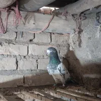 سلام همه نروماده