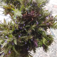 عرق کاکوتی عمده