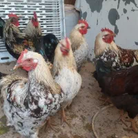 خروس چاق وکاملا ارگانیک|حیوانات مزرعه|قصرشیرین, |دیوار