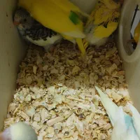 طوطی برزیلی اپلاین مولد روتخم جوجه دستی مرغ عشق|پرنده|کرج, حیدرآباد|دیوار