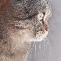 گربه بریتیش نر ۲سال و ۵ ماهه عقیم شده