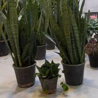 سانسوریا شمشیری سبز پُرغلاف پُر برگ|گل و گیاه طبیعی|قم, نیروگاه|دیوار