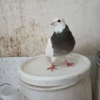 کلفه بیز ککیل ۸۰۰|پرنده|اردبیل, |دیوار