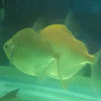 پنج عددماهی دالر و بارب حلب|ماهی|خمینی‌شهر, |دیوار