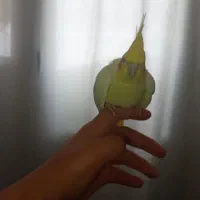 عروس هلندی فول دستی