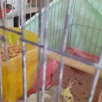 پرنده