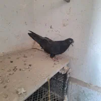 کبوترپرشی عطیقه|پرنده|ارومیه, |دیوار