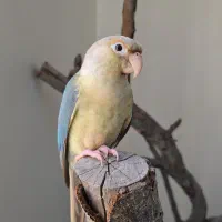 طوطی گرینچیک پاین اپل