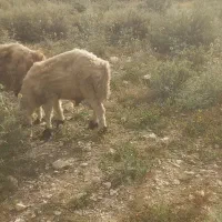 فروش بره نر در شهر جم