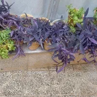 گلدان برگ بیدی و گل دان ناز یخی