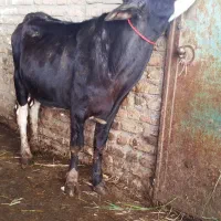 گاو قربانی محلی دو دندان نزاییده