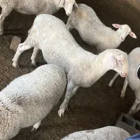 میش و بره نر و ماده نژاد لاکن و محلی