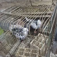 کبوتر|پرنده|قم, خداکرم|دیوار