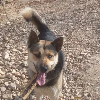 سگ ژرمن هسکی نگهبان|سگ|فیروزکوه, |دیوار