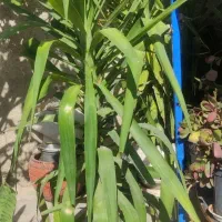 فروش گل های زیبا|گل و گیاه طبیعی|نورآباد ممسنی, |دیوار