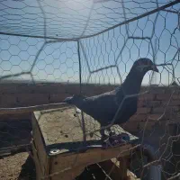 معاوضه کبوتر با قناری