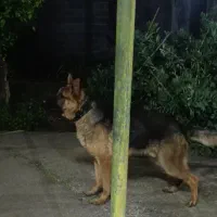 ژرمن شپرد|سگ|رودسر, |دیوار