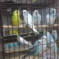 مرغ عشق.فنج سفید . بنگالی .زبرا.گلدین