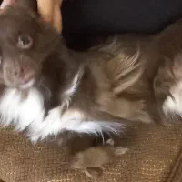 واگذاری پامر اشپیتز