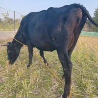 گاو دورگ محلی حامله|حیوانات مزرعه|سنگر, |دیوار