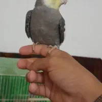 عروس هلندی ابلق نر  سخنگو فول دستی