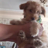 واگذاری شیتزو پامر