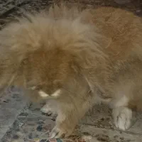 فروش خرگوش لوپ
