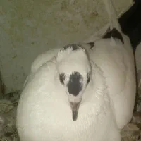 دم سیاه پارک مطهری گم شده