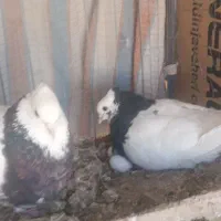 دوجفت طوق سورر