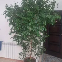 درخت طبیعی بنجامین