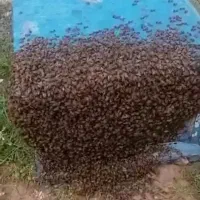 زنبور عسل
