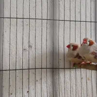 فنج کینگ سایز درشت|پرنده|لاهیجان, شهید آوینی|دیوار