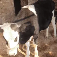 گاو ماده|حیوانات مزرعه|ایوان, |دیوار