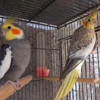 عروس هلندی|پرنده|رامسر, |دیوار